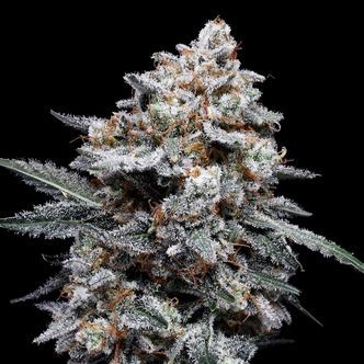 Patrick Swayze Auto (DNA Genetics) Feminiserede cannabisfr&oslash;