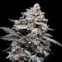 Patrick Swayze Auto (DNA Genetics) Feminiserede