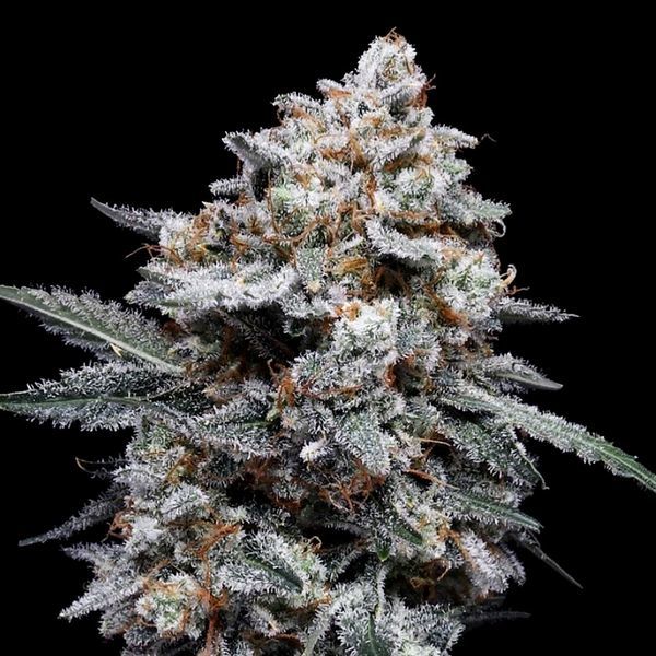 Patrick Swayze Auto (DNA Genetics) Feminiserede
