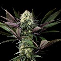 Apple Fritter (Kannabia) Feminiserede