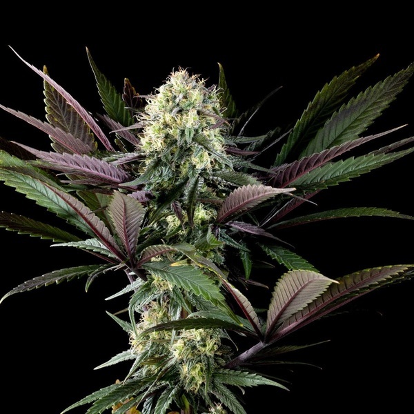 Apple Fritter (Kannabia) Feminiserede