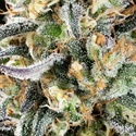 Apple Fritter (Kannabia) Feminiserede