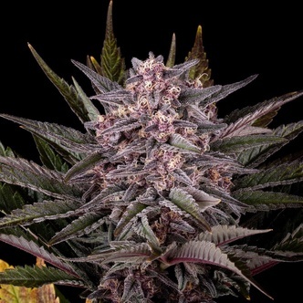 Pink Gelato (Kannabia) feminiserede cannabisfr&oslash;