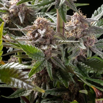 Pink Gelato (Kannabia) Feminiserede