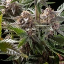 Pink Gelato (Kannabia) Feminiserede