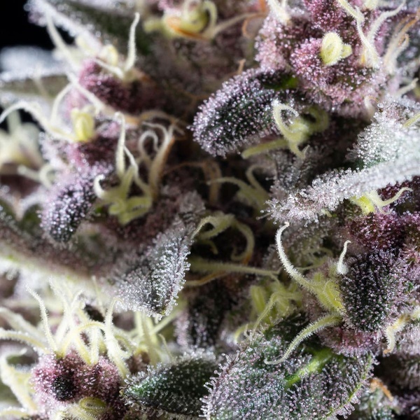 Pink Gelato (Kannabia) Feminiserede