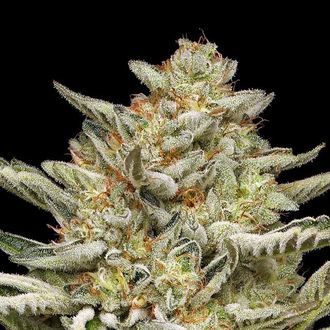 OG Triploid Auto (Humboldt Seed Company) Feminiserede