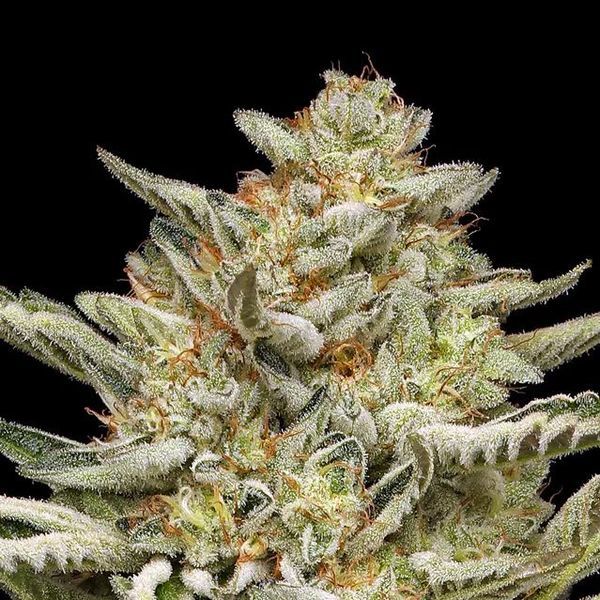 OG Triploid Auto (Humboldt Seed Company) Feminiserede