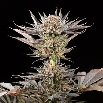 Lemon Tree 2.0 fra Lemon Tree (Silent Seeds) Feminiserede