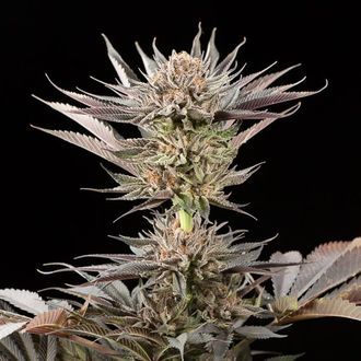 Lemon Tree 2.0 (Silent Seeds x Lemon Tree) Feminiserede