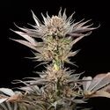 Lemon Tree 2.0 (Silent Seeds x Lemon Tree) Feminiserede
