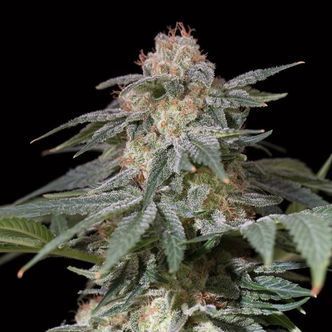 Lemon Tree Fast fra Lemon Tree (Silent Seeds) Feminiserede cannabisfr&oslash;