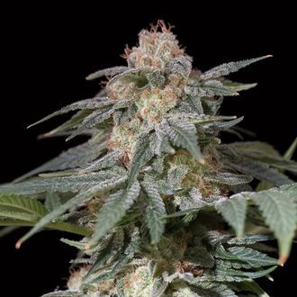 Lemon Tree Fast (Lemon Tree x Silent Seeds) Feminiserede