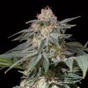 Lemon Tree Fast (Lemon Tree x Silent Seeds) Feminiserede