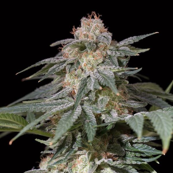 Lemon Tree Fast (Lemon Tree x Silent Seeds) Feminiserede