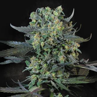 Momo (Paradise Seeds) feminiseret