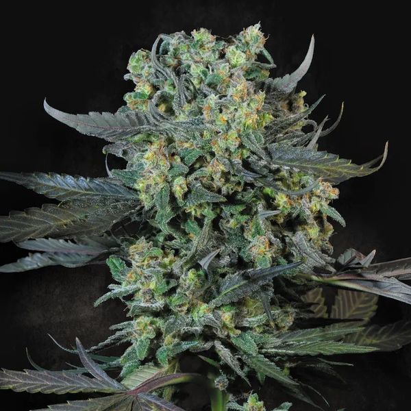 Momo (Paradise Seeds) Feminiserede
