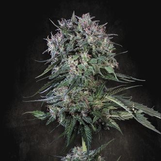 Doppler (Paradise Seeds) feminiserede