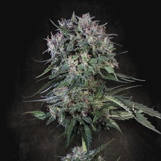 Doppler (Paradise Seeds) Feminiserede