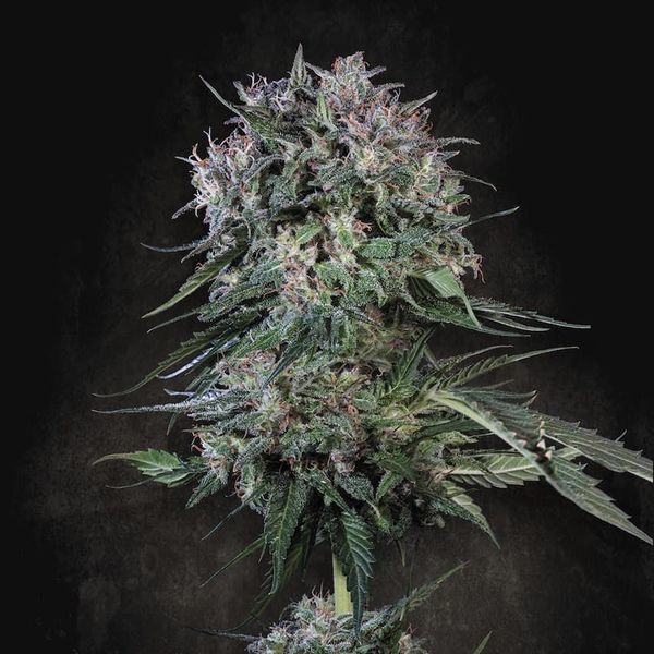 Doppler (Paradise Seeds) Feminiserede