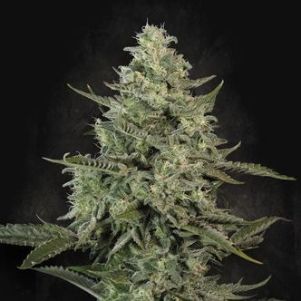 Mendo Cr&egrave;me (Paradise Seeds) feminiserede cannabisfr&oslash;