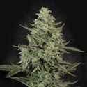 Mendo Crème (Paradise Seeds) Feminiserede