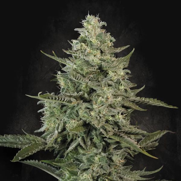 Mendo Crème (Paradise Seeds) Feminiserede