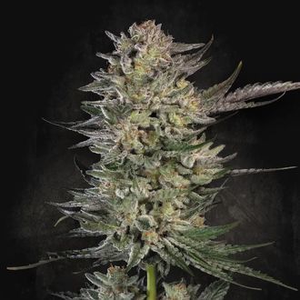 Candy Breath (Paradise Seeds) Feminiserede