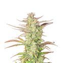 Z-Up Auto (FastBuds) Feminiserede