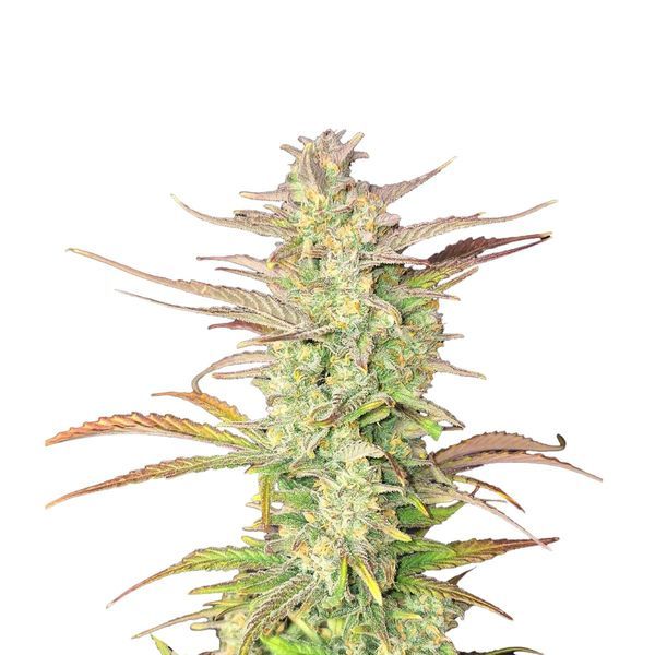 Z-Up Auto (FastBuds) Feminiserede