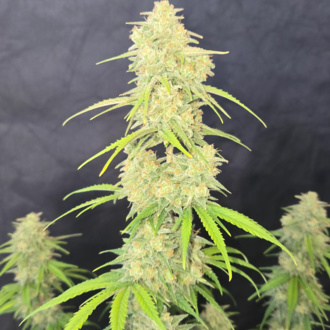 Z-Up Auto (FastBuds) Feminiserede