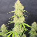 Z-Up Auto (FastBuds) Feminiserede