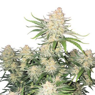 Frostbanger Auto (FastBuds) Feminiserede fr&oslash;