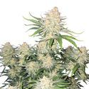 Frostbanger Auto (FastBuds) Feminiserede frø