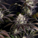 Frostbanger Auto (FastBuds) Feminiserede frø