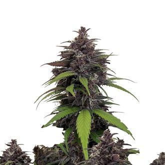 Purple Haze Auto (FastBuds) Feminiserede