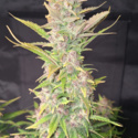 Purple Haze Auto (FastBuds) Feminiserede