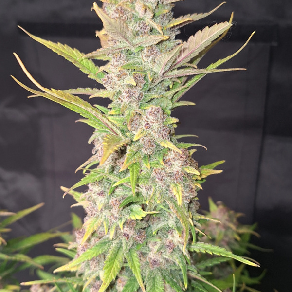 Purple Haze Auto (FastBuds) Feminiserede
