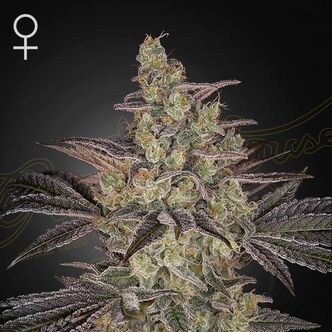 Frosted Guava Auto (Greenhouse Seeds) feminiserede