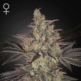 Frosted Guava Auto (Greenhouse Seeds) Feminiserede
