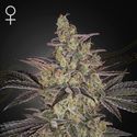 Frosted Guava Auto (Greenhouse Seeds) Feminiserede