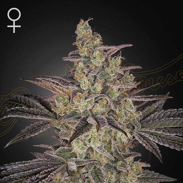 Frosted Guava Auto (Greenhouse Seeds) Feminiserede