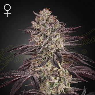 Biscotti Auto (Greenhouse Seeds) Feminiserede