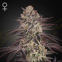 Biscotti Auto (Greenhouse Seeds) Feminiserede