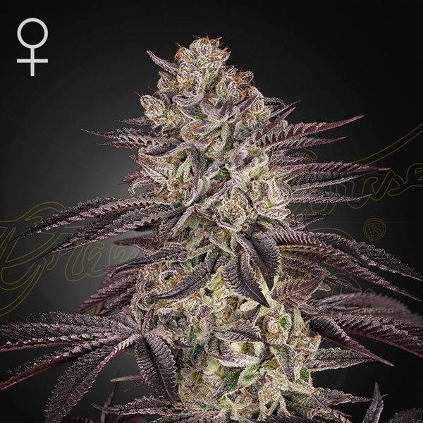 Biscotti Auto (Greenhouse Seeds) Feminiserede