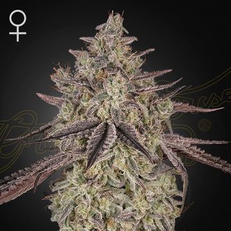 Skywalker Auto (Greenhouse Seeds) feminiserede cannabisfr&oslash;
