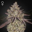 Skywalker Auto (Greenhouse Seeds) Feminiserede