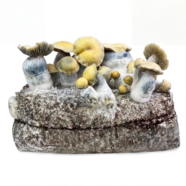 Zamnesia Ready-2-Grow Bag 'Bluey Vuitton'