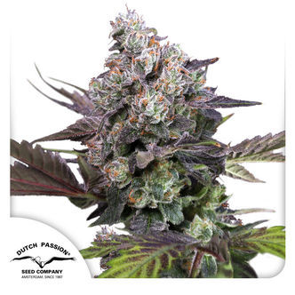 Candy Bubatz XL (Dutch Passion) feminiserede cannabisfr&oslash;