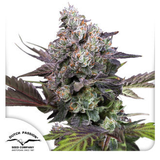 Candy Bubatz XL (Dutch Passion) Feminiserede
